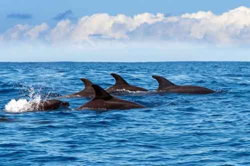 springende Delphine